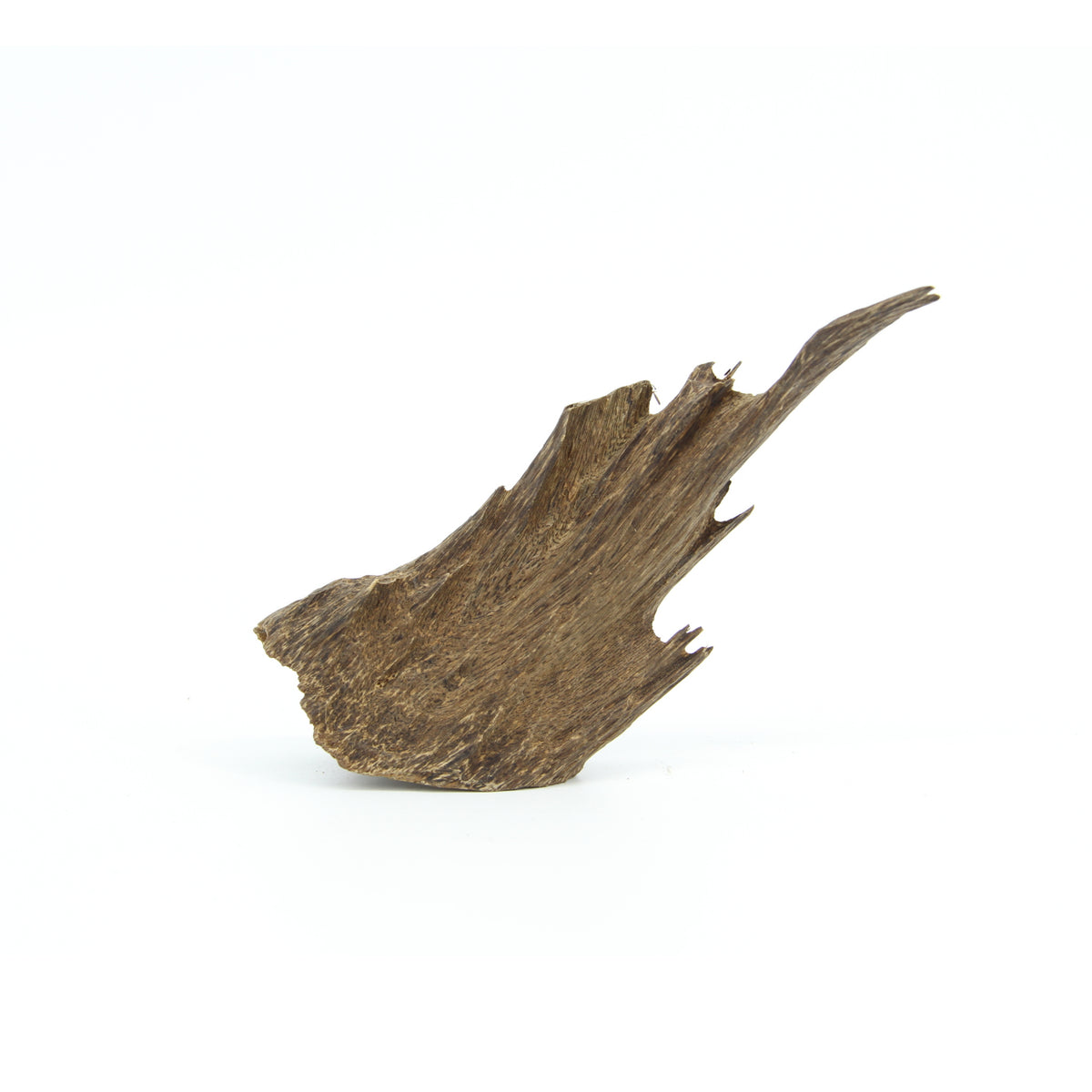 Agarwood Natural Sculpture (Sinking) - Borneo
