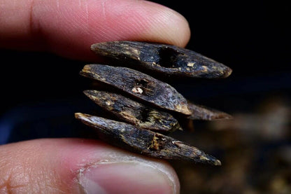 Alnoor Reserve High-Resin Kynam Oud