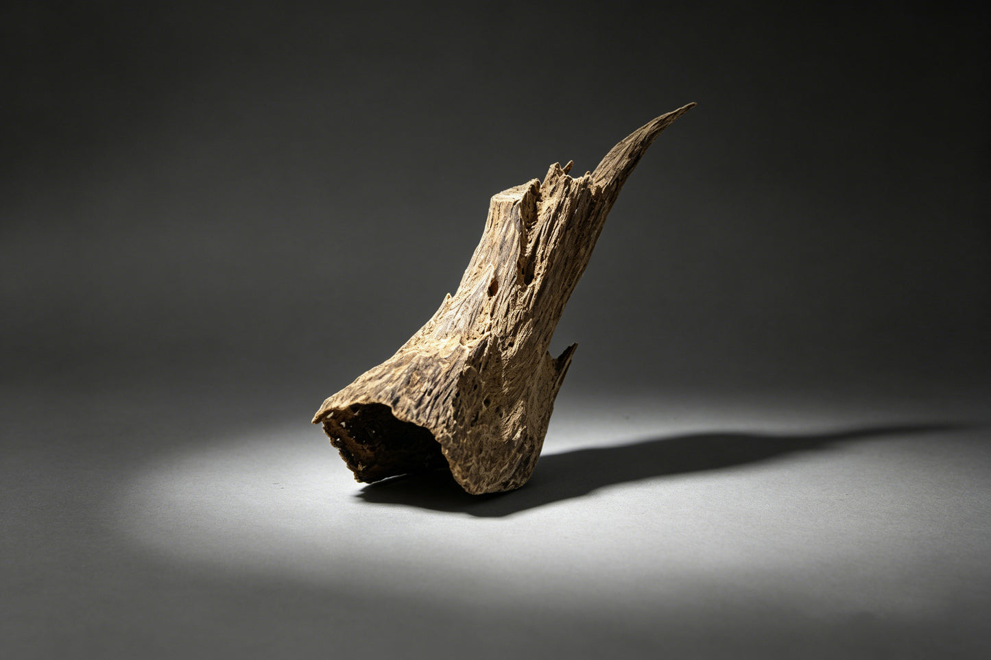 Agarwood Natural Sculpture (Sinking) - Borneo
